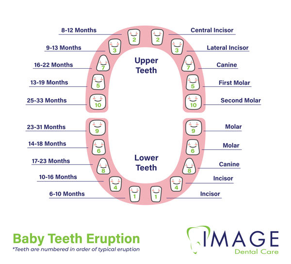 baby teeth eruption graph